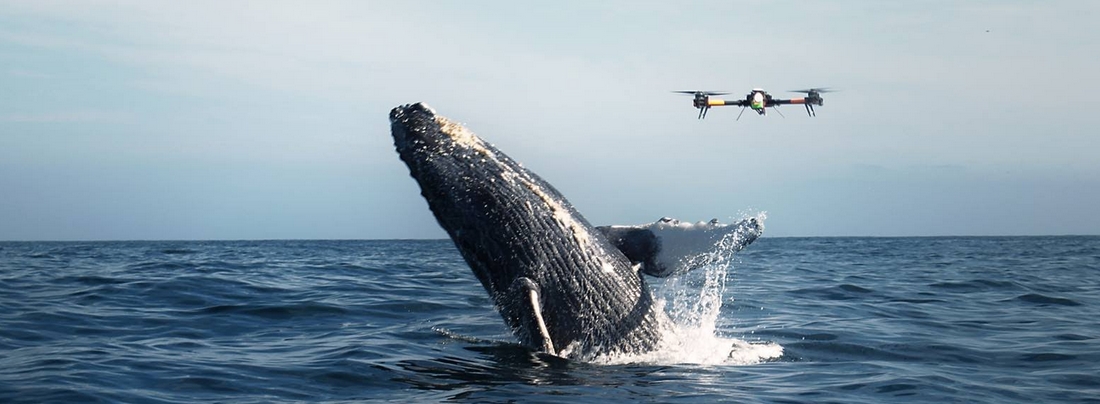 drone ballena